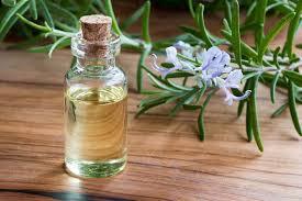 Rosemary Oil: For Hair Control And Hair Growth